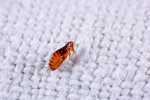 How to Get Rid Of Fleas in My Apartment?