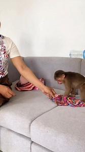 Mummy put on dresses for Monkey Icy #monkey #babymonkey #animallovers #animals #monkeylove | Monkey Icy