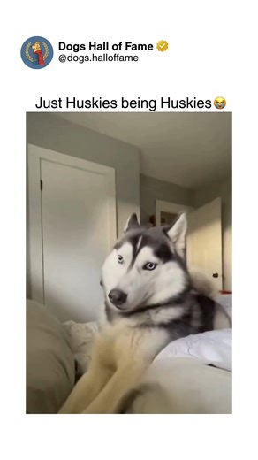 Dogs • Cute Dogs • Dog Videos on Instagram: "Pure unfiltered husky chaos showcasing exactly why this breed is simultaneously the most dramatic, stubborn, talkative, and hilariously difficult dogs to exist. These aren't calm obedient pets — these are vocal divas with zero filter, endless opinions, and the dramatic range of award-winning actors throwing tantrums over minor inconveniences. From their signature screaming protests that sound like someone's being murdered to their selective hearing th