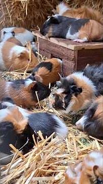 Süße Meerschweinchen 😍 mit Babys #meerschweinchen
