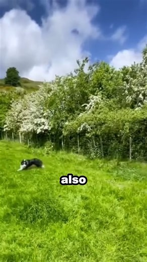 Border Collie shepherd dog leads sheep herd skillfully | I love Animal | Facebook