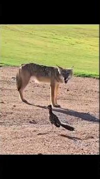 “রোড রানার পাখির সাথে দেখা করুন”“meet the road runner bird”