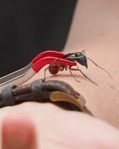 24K views · 188 reactions | Bitten by the BIGGEST Ant in the World! | Brave Wilderness | Facebook