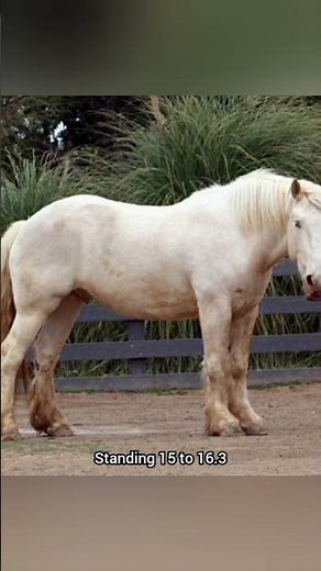 American Cream Draft Horse – The ONLY US-Born Draft Breed You Need to Know About