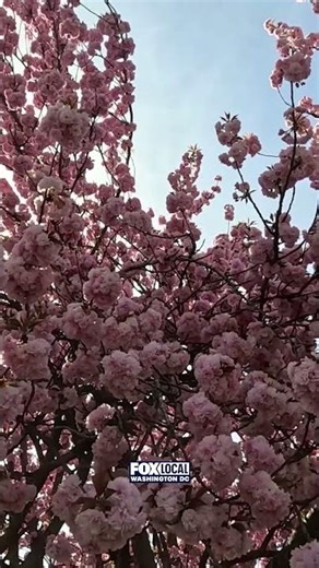 Cherry blossoms in Rockville, MD