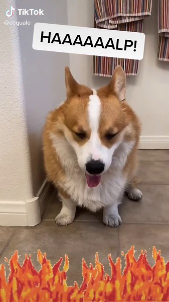 Olivia and Hammy's Hilarious Adventure