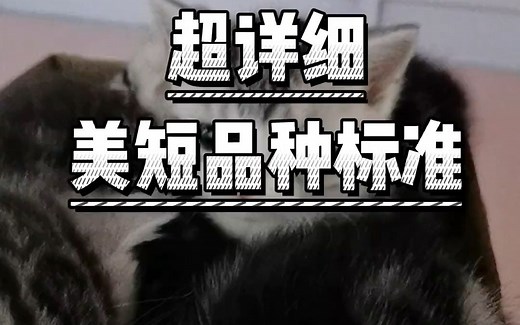 这是将近12分钟视频，全面介绍美短猫的方方面面！美国短毛猫 美短虎斑猫 美短 科学养宠攻略 赛级猫 cfa