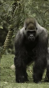 How Powerful Are Gorillas Compared To Other Apes?