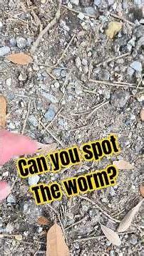 Have you ever seen anything like this before? 😅 #inchworm #nature #worm #spotthedifference