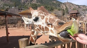 Our giraffe herd misses you! Watch as we give our long-necked friends some lettuce snacks in today's 10 minutes of #CMZooZen. You can also check in with our herd remotely on our giraffe cams between 9:30 a.m. and 4:45 p.m. MT when the weather is nice enough for them to be outside (cmzoo.org/giraffecam or youtube.com/CMZooCS). Although we're temporarily closed, we're permanently committed to keeping you connected to our mission, our animals, the natural world and each other. Life for the animals 