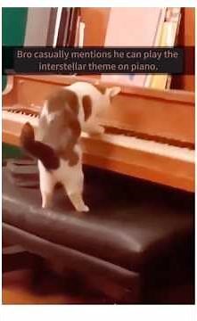 Cats Play Piano?! Strange Cat Behavior & Playtime Chaos