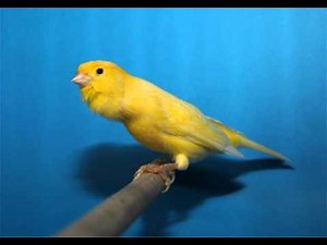 CD canto Canario roller