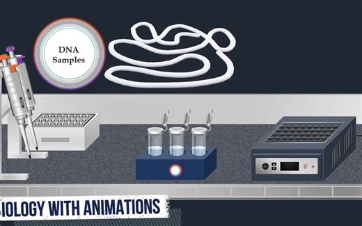 【字幕】Southern Blot 实验方法及原理动画