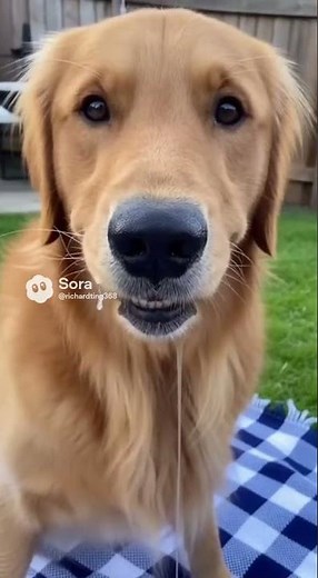 "Animals Making the Funniest Faces Ever!"