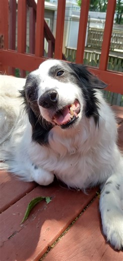 This senior dog presented for coughing, weight loss, decreased appetite, and lethargy. Thoracic radiographs revealed multiple large pulmonary masses, findings that significantly narrow the differential list. In our region (midwest), certain fungal infections can be considered, and additional testing (such as urine antigen test) can sometimes help clarify the diagnosis. However, when findings, patient age, and clinical signs strongly suggest metastatic disease, it’s equally important to talk hone