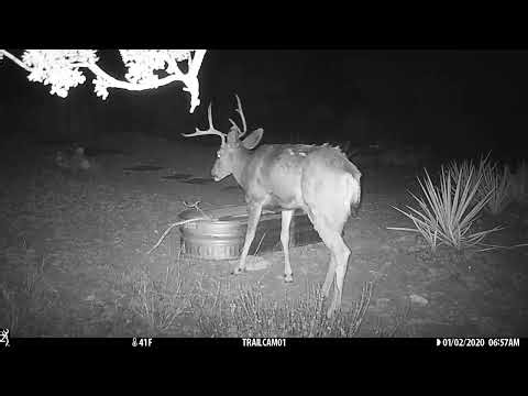 The Deer Show | March 2026 | New Mexico Wildlife | Coyote | Rabbits | Mule Deer Bucks | Shed Antler