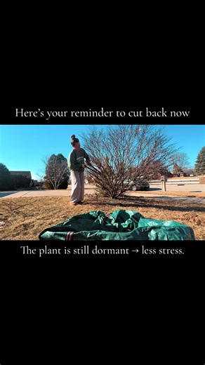 Best Time for Pruning Burning Bush in Zone 6