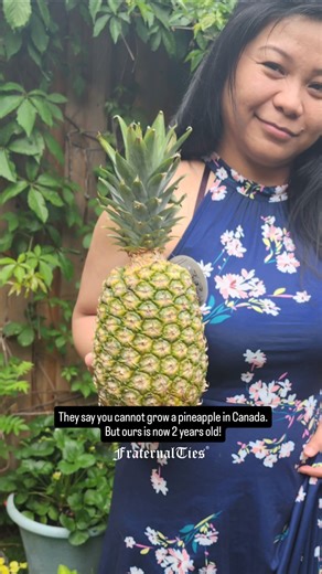 Growing Pineapple Top Cutting #pineapple #gardening #fruits