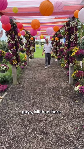 NEW SERIES: 2026 PLANTS TO WATCH! Day 2 of 10! Enjoy some of the most exciting plants that we have been hunting down this summer at the @flowertrials - and many of which will be available at @qvcuk this season!! Featuring: 🪴 HibisQs by Graf Hibiscus 🪴 Chrysanthemum Artistic Series @royalvanzanten 🪴 Cyclamen Absolu de Morel @morel_flowers 🪴 Rose Pretty Polly Lavender @rosesmeilland | Mr Plant Geek - Michael Perry
