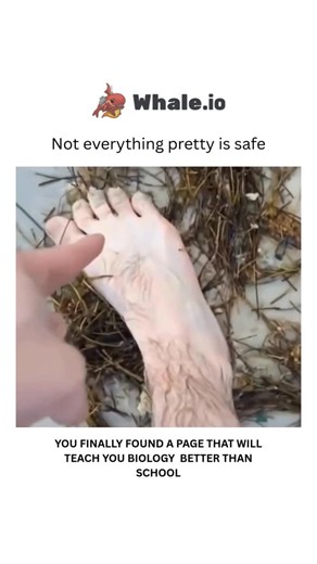 BIOLOGY | MEDICAL | HEALTH on Instagram: "The Portuguese Man-of-War is a marine species known for its painful sting. Its venom-filled tentacles can deliver a potent neurotoxin that causes severe pain, redness, swelling, and blistering. Stings can be extremely painful and, in rare cases, life-threatening. Dm for credit or removal👏🏻🙏🏻"