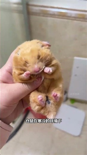 If your pet hamster suddenly becomes stiff in winter, please don't rush to bury it. #AnimalScienc...