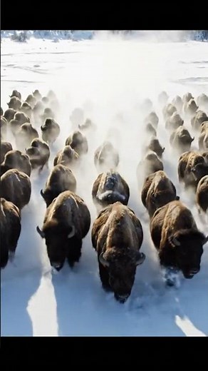 Bison Stampede Through Deep Snow in Epic Slow Motion 🦬❄️
