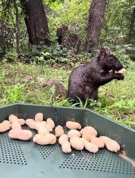 Squirrel trying to enjoy a peanut and getting annoyed by mosquitoes | Crunchy sounds #nature