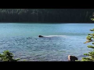 A moose eating underwater plants in a lake