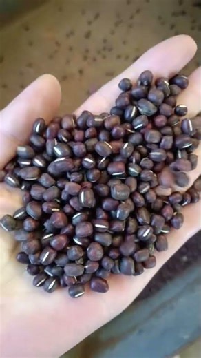 S64 Single Chute Color Sorter Red Bean Sorting #colorsorter #redbeans