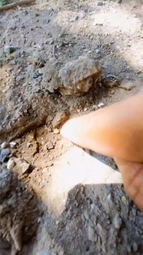 Nice nugget 😱 #pinpointdetector #goldnugget #GoldDetector #metaldetector #treasures #goldhunting | GO finder