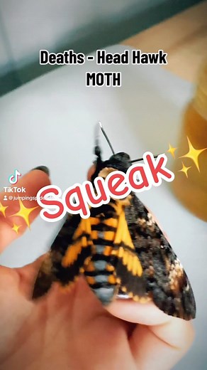 6.6K views · 23 reactions | Our deaths head hawk moth squeak! #moths #mothsofinstagram #mothsqueak # | Jumping spider & Moth life | Facebook