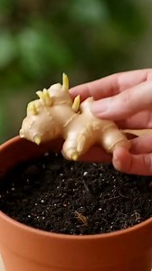 How To Grow Grocery Store Ginger Roots Recipe #farm #agriculture #planting #farmlife #ginger #fblifestyle | Home & Gardening tips