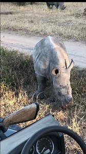 Large Megafauna