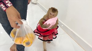 10K views · 658 reactions | Clever Katy Holding Plate Run Escort Mom To Food Table | Monkey Daily | Facebook