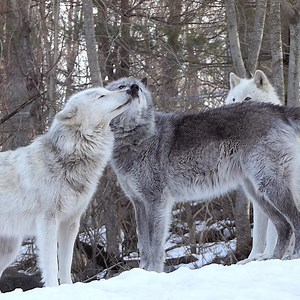 228K views · 38K reactions | When it comes to wolves, it's all about love ❤ | Wolf Conservation Center | Facebook