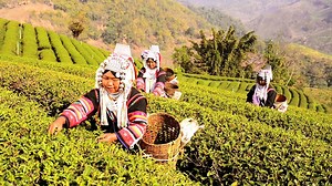 1.8K views · 155 reactions | Women in rural areas are vital to their communities and to nature. On International #RuralWomen's Day, we celebrate their role in providing for their families and villages, and in protecting ecosystems. Rural women rely on forests for food, water and medicine, while keeping forests healthy. #BetterWithForests #REDD #ForNature  UN-REDD Programme (FAO/UNDP/UNEP) | UN Environment Programme | Facebook