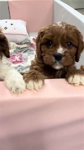 Meet Our Adorable Cavapoo Puppies in Chicago