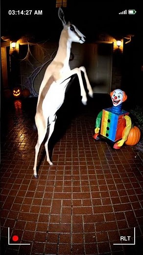 The Springbok Pronk Splat