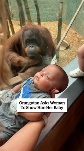Orangutan asks woman to show him her baby 🥰 | VT