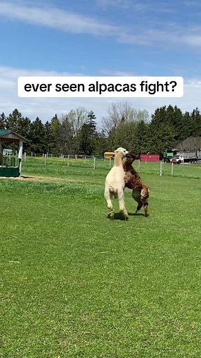 Alpaca Fights: Drama in the Pasture