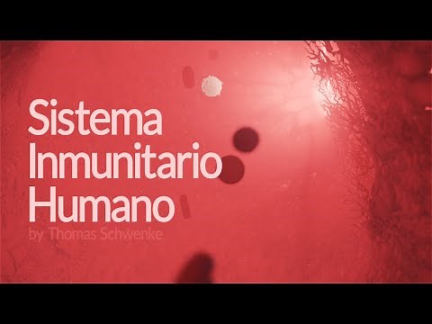 El sistema inmunitario humano