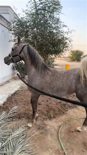 sports horse sounds 🔥🔥🔥 #sansansehorhorse #horseracing #horsesports