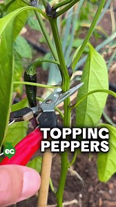 Should you prune your #pepper plants? This advice has been spread around for ages, and honestly - we've done it as well. But we don't anymore, for a few reasons: First, what is "topping"? It's a weirdly-phrased way to describe snipping the growing tip off of your pepper plants when they're young to force lower branching, creating more foliage and theoretically more peppers. While it CAN work, we'd only use it in one specific scenario: If you have a long, warm growing season, it's early in the se