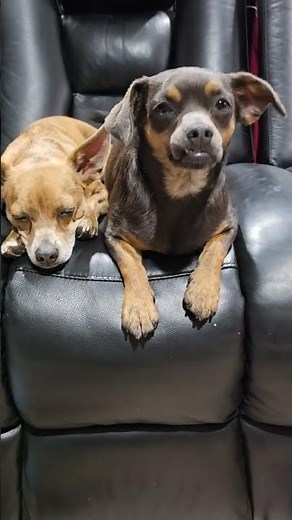 Dogs Watching TV: Hilarious Reactions! (What Do Dogs Watch? Funny Pet TV Moments)