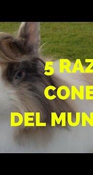 5 razas de conejos 🐇 del mundo 🌍