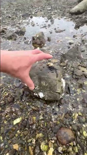 潮が引いたときに、波打ち際に小石をめくれば、スガニ（イソガニ）が隠れています。これはイガミ（ブダイ）や黒鯛（チヌ）釣りの餌に使います。#Shorts