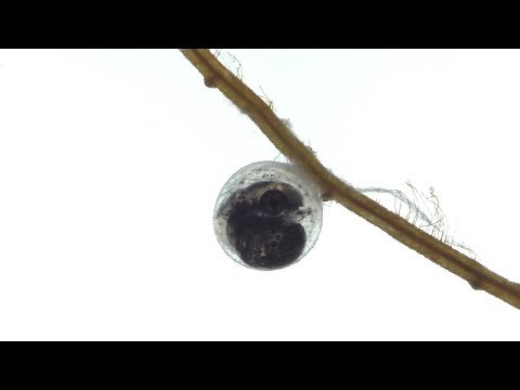 Golden Wonder Killifish. How To Breed, What To Feed, And Everything You Need.