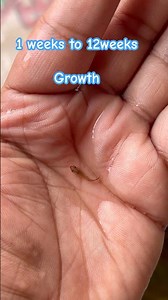 How to grow & care betta fish ? Step by step guide #petshub #betta #fighterfish #care #fish