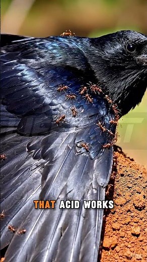 Birds Bathe in Ants?! Nature’s Weird Cleaning Hack