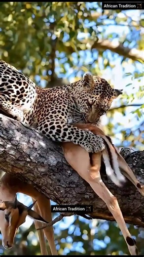 Hunter vs Wild: Increível Arco e Flecha em Ação 🏹 #shorts #tiger #natureza